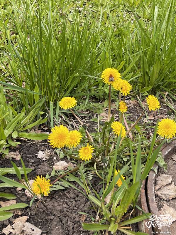 Одуванчики