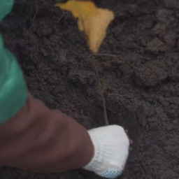 Посадка деревьев