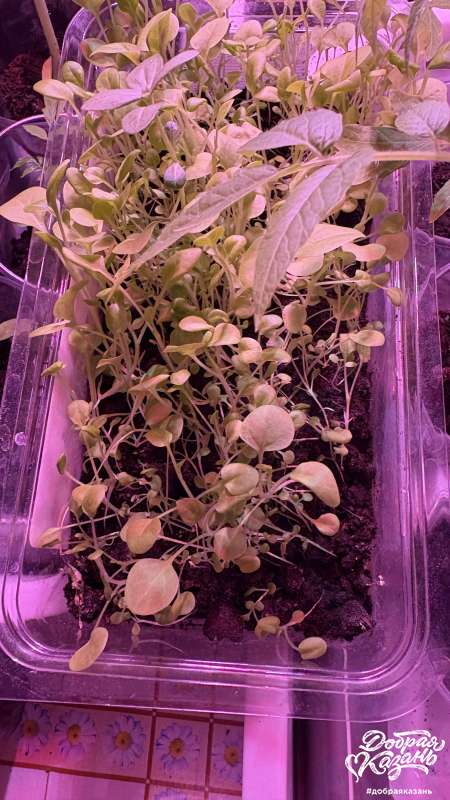 Помощь бабушке