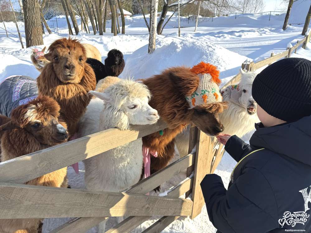 Улыбки и морковки: делюсь добротой с альпаками.