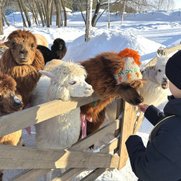 Улыбки и морковки: делюсь добротой с альпаками.