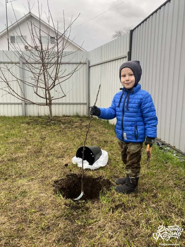 Посадка дерево.