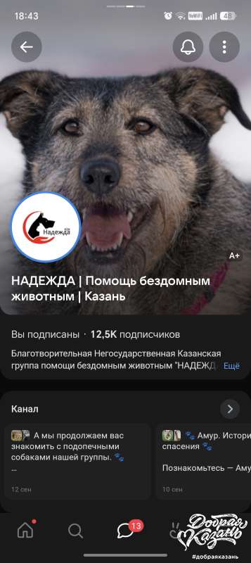 Помощь бездомным кошкам Помощь бездомным кошкам